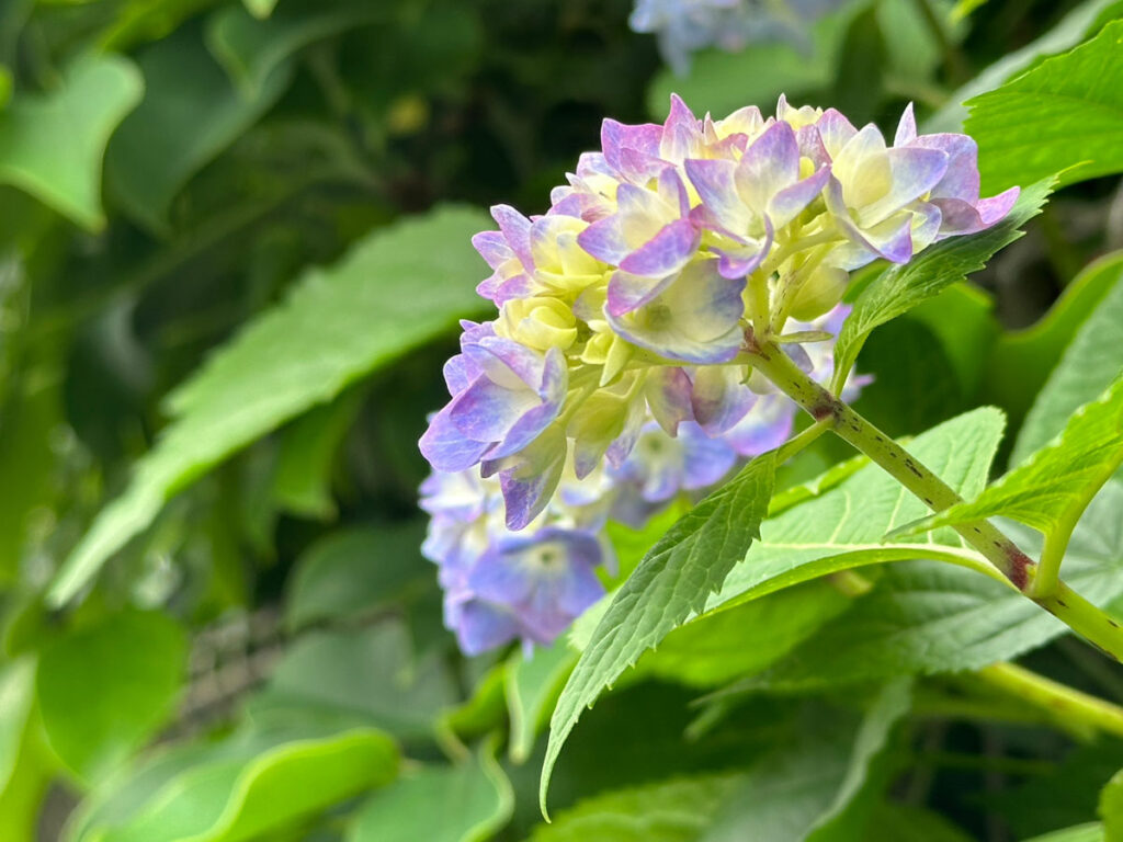 【スナップ撮影】夏の日差しを浴びながら、紫陽花を発見