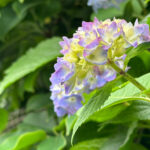 【スナップ撮影】夏の日差しを浴びながら、紫陽花を発見