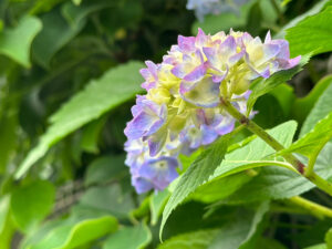 【スナップ撮影】夏の日差しを浴びながら、紫陽花を発見