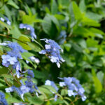 【スナップ撮影】額紫陽花の美しさ・・