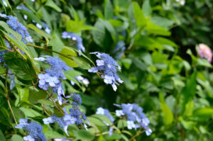 【スナップ撮影】額紫陽花の美しさ・・