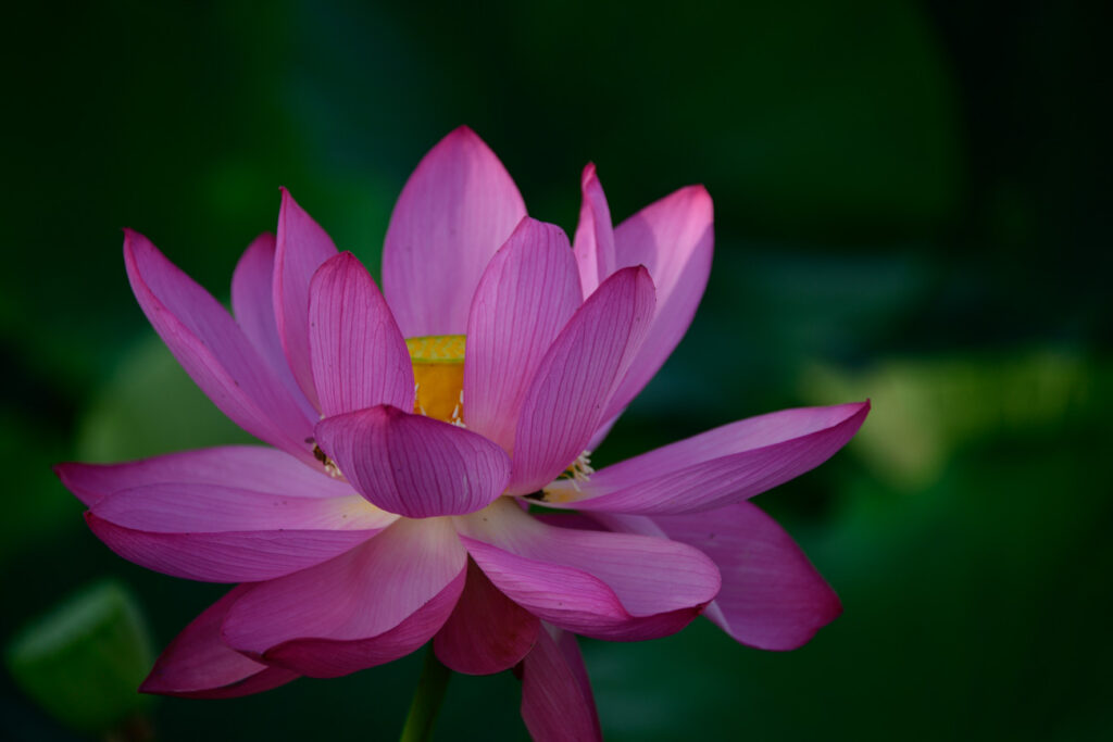 【スナップ撮影】夏が来たら蓮の花も撮りたい