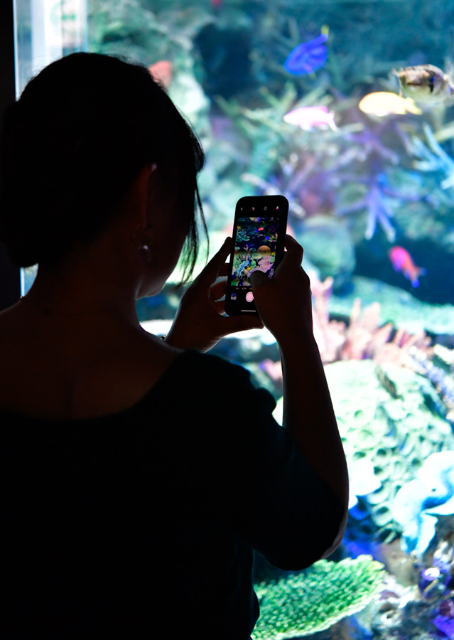 【水族館写真】水槽を撮るスマフォの画面