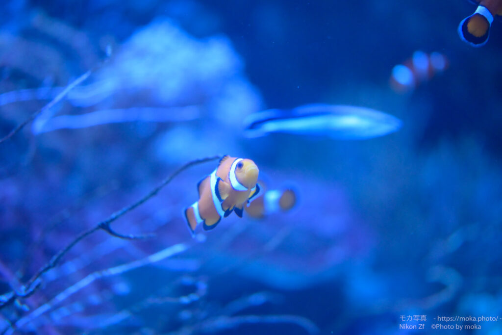 【スナップ撮影】ニモ・・・探してます。