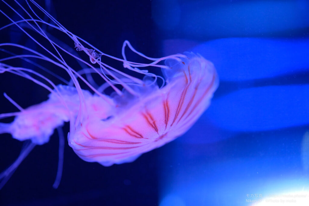 【水族館写真】久々・・クラゲ写真！！