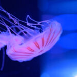 【水族館写真】久々・・クラゲ写真!!