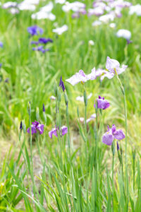 【ロケハン】アヤメ(菖蒲)の花もキレイなんですよ!?