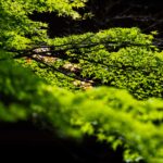 【スナップ撮影】目の前に広がる・・新緑の世界。
