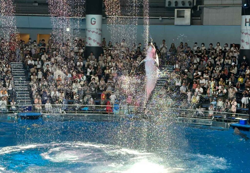 【水族館写真】iPhoneでイルカショーは撮れるのか！？