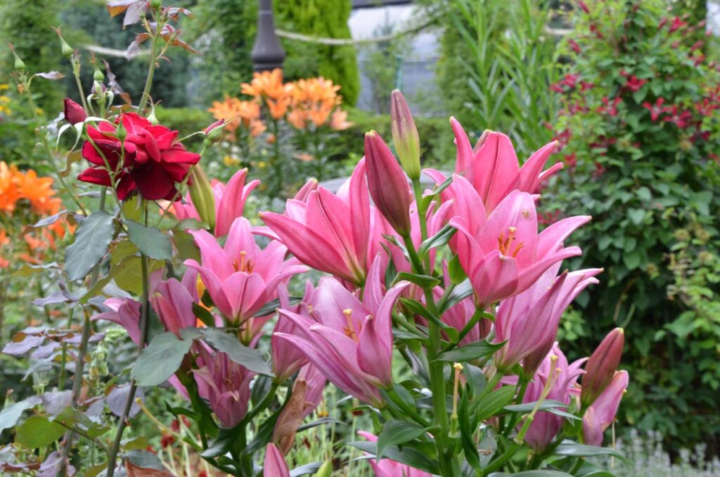 【スナップ写真】初夏、百合の花も美しい