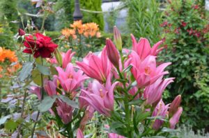 【スナップ写真】初夏、百合の花も美しい