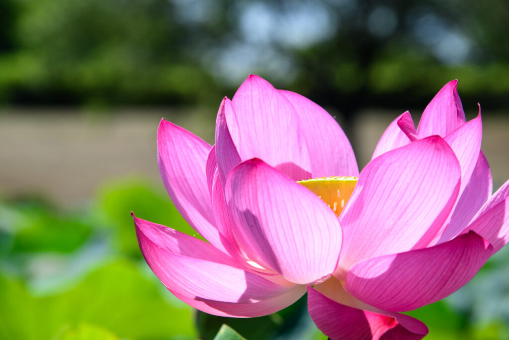 【スナップ撮影】早起きして、蓮の花を撮ってみませんか！？