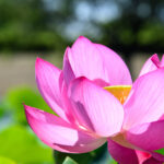 【スナップ撮影】早起きして、蓮の花を撮ってみませんか!?