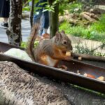 【iPhone写真】動物園でリスを撮ってみた