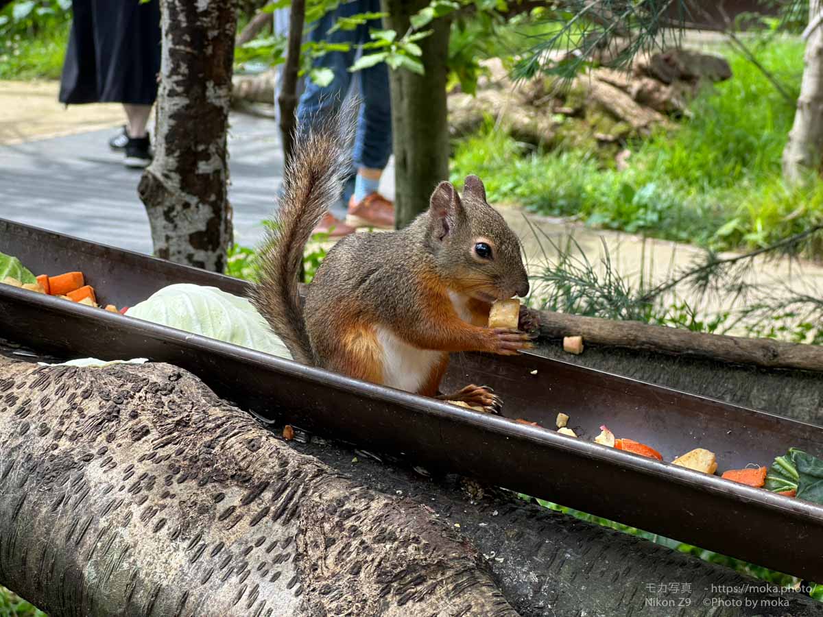 【iPhone写真】動物園でリスを撮ってみた