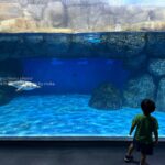 【スナップ撮影】ペンギンと少年