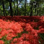 【スナップ撮影】今年こそは、彼岸花が見たい！