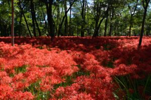 【スナップ撮影】今年こそは、彼岸花が見たい!