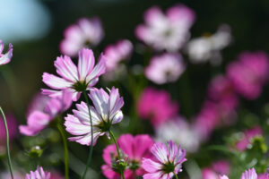【スナップ撮影】もうすぐコスモスも見れるかな!?