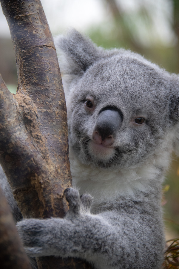 【スナップ撮影】涼しくなったら動物園に行こう！