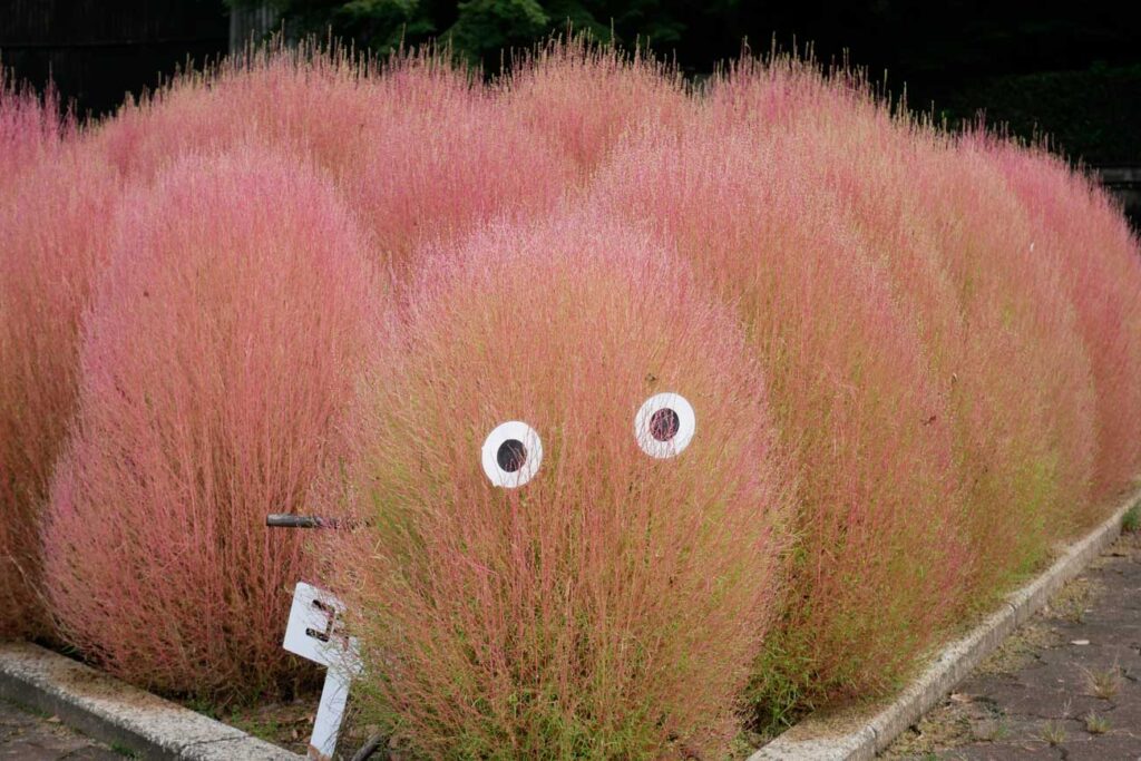 【スナップ撮影】今年はコキアも撮りたい