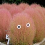 【スナップ撮影】今年はコキアも撮りたい