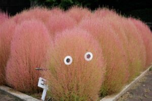 【スナップ撮影】今年はコキアも撮りたい