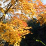 【スナップ撮影】今年の紅葉も・・楽しみだな。
