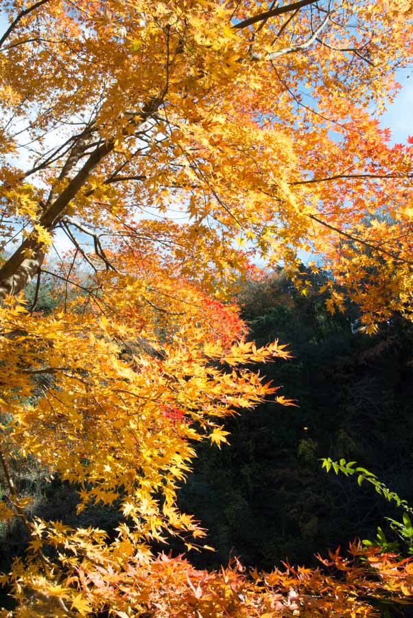 【スナップ撮影】今年の紅葉も・・楽しみだな。