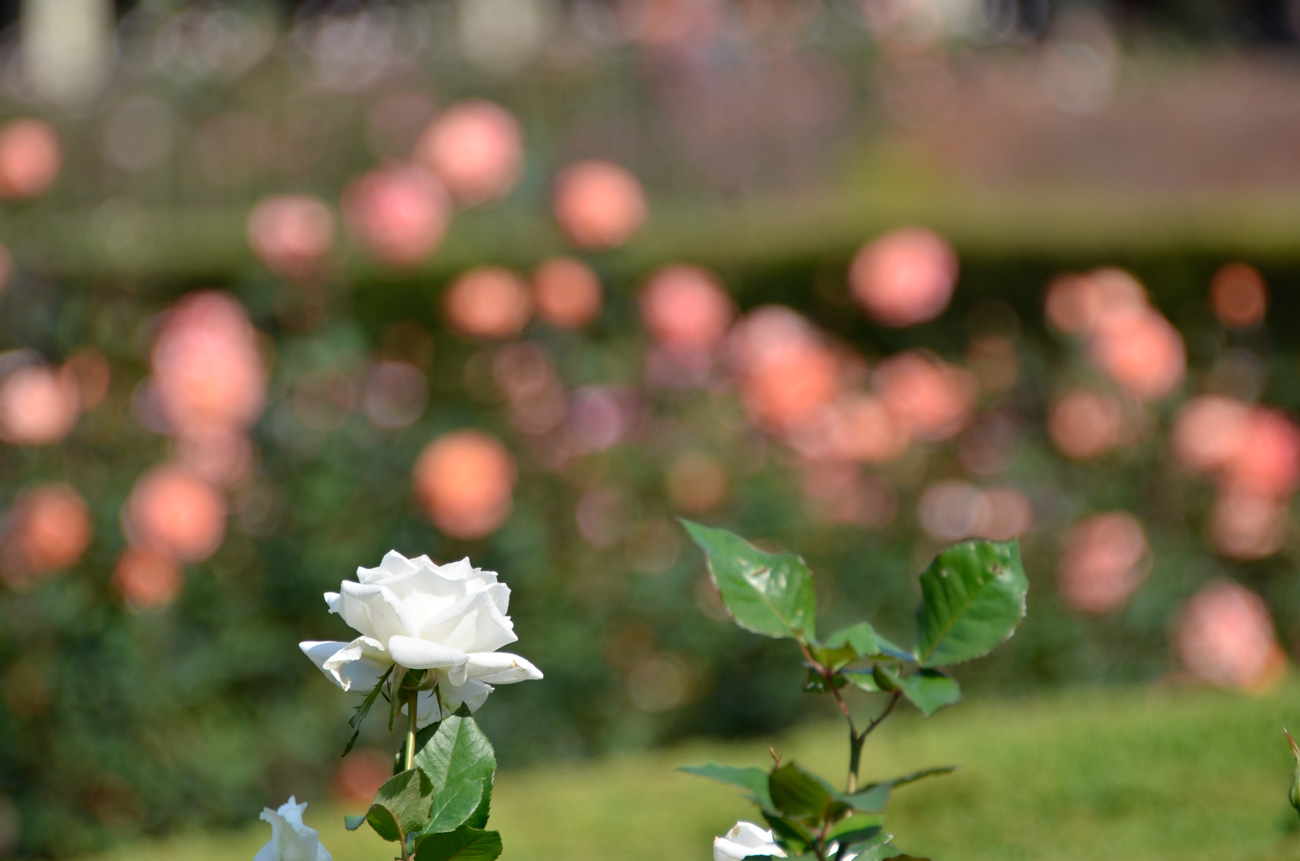 【スナップ撮影】いよいよ、秋薔薇を撮りに！！