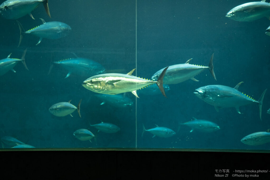 【水族館写真】美味しそうって言わないで（笑）