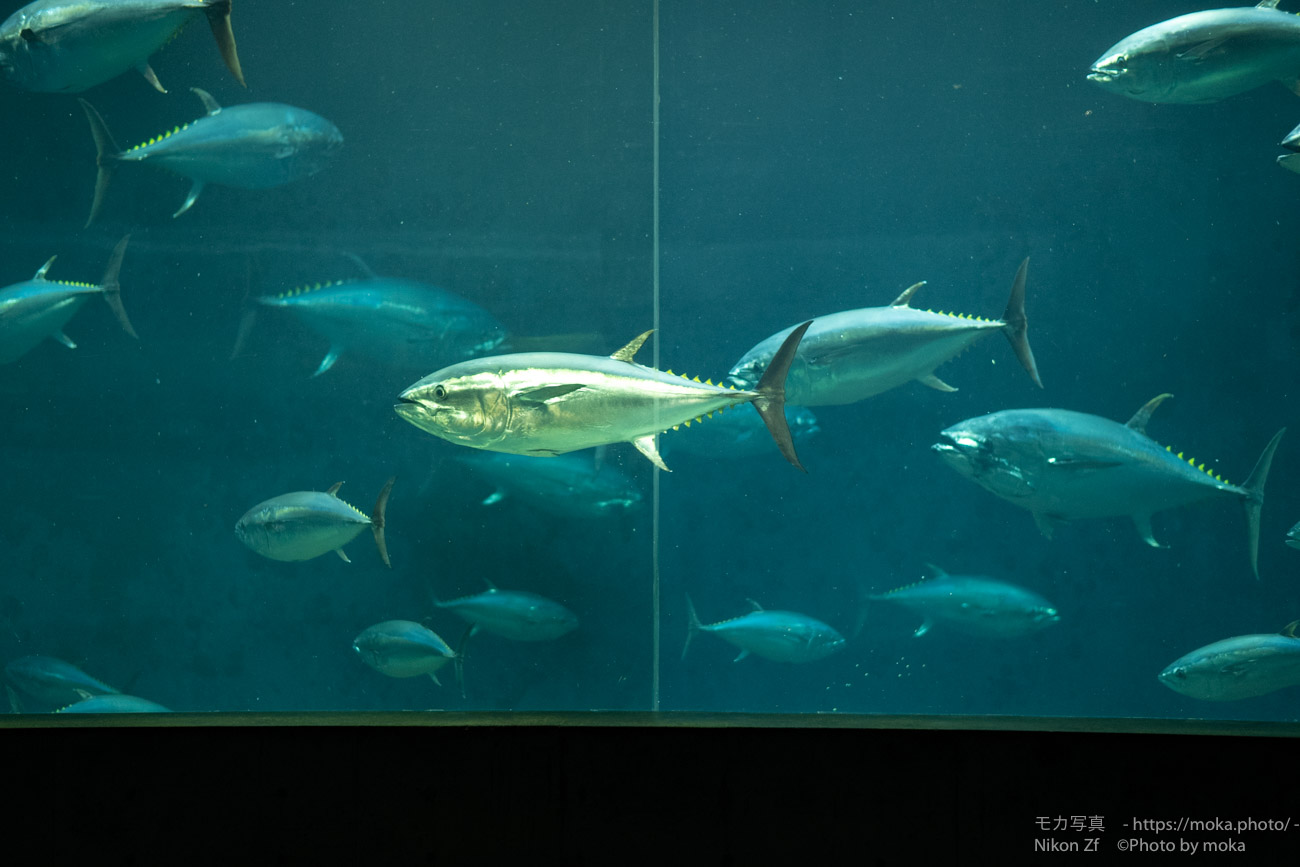 【水族館写真】美味しそうって言わないで（笑）