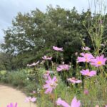 【iPhone写真】コスモスが咲き始めています