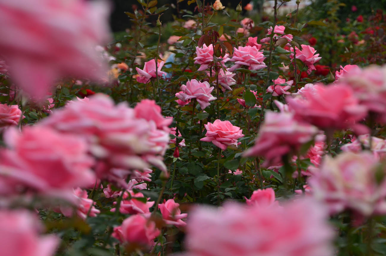 【スナップ撮影】次の撮影は・・薔薇が良い！！