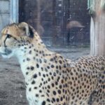 【iPhone写真】大きな猫!?