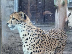 【iPhone写真】大きな猫!?