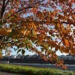 【スナップ撮影】彩りから秋の深まりを感じて