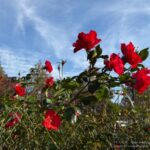 【スナップ撮影】薔薇の花、まだ間に合うかも!?