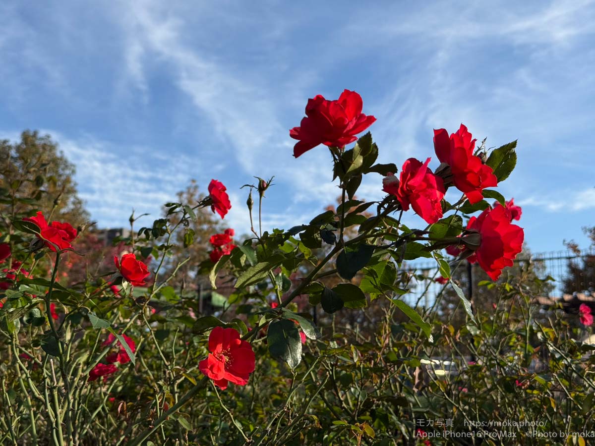 【スナップ撮影】薔薇の花、まだ間に合うかも！？