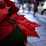 【スナップ撮影】メリークリスマス!!