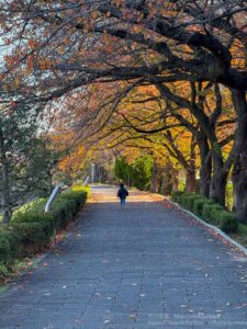 【iPhone写真】我が家の前の晩秋・・