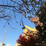 【スナップ撮影】上を見上げたら桜が・・