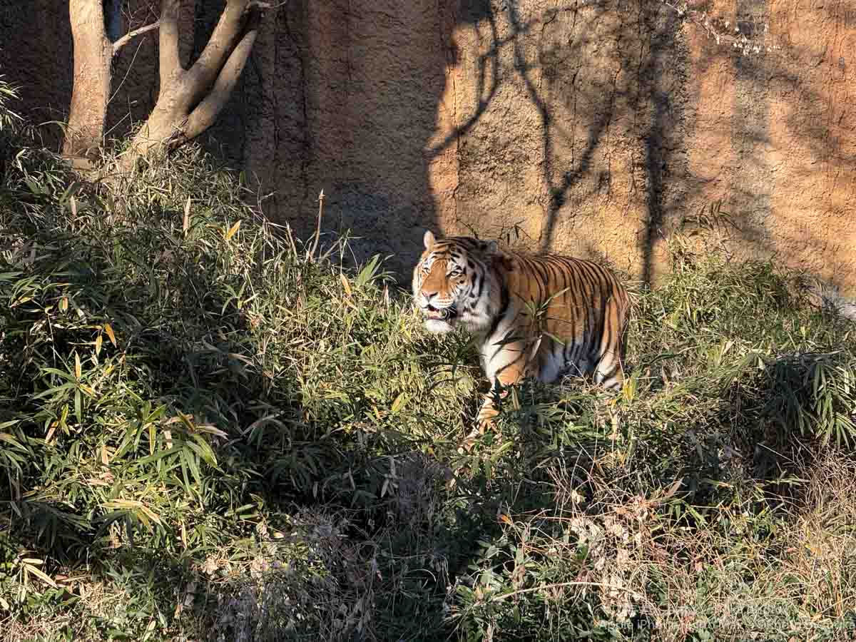 【iPhone写真】多摩動物園って写真が撮りやすいよね！？