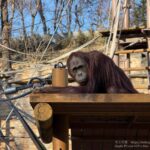 【iPhone写真】動物園で感じるオヤジ感・・