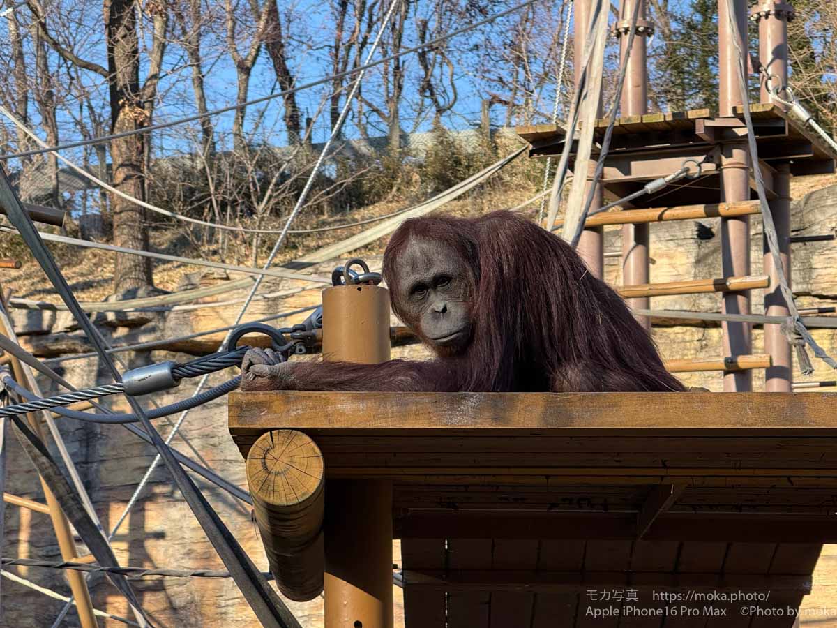 【iPhone写真】動物園で感じるオヤジ感・・