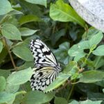 【iPhone写真】動物園で蝶を見よう!!