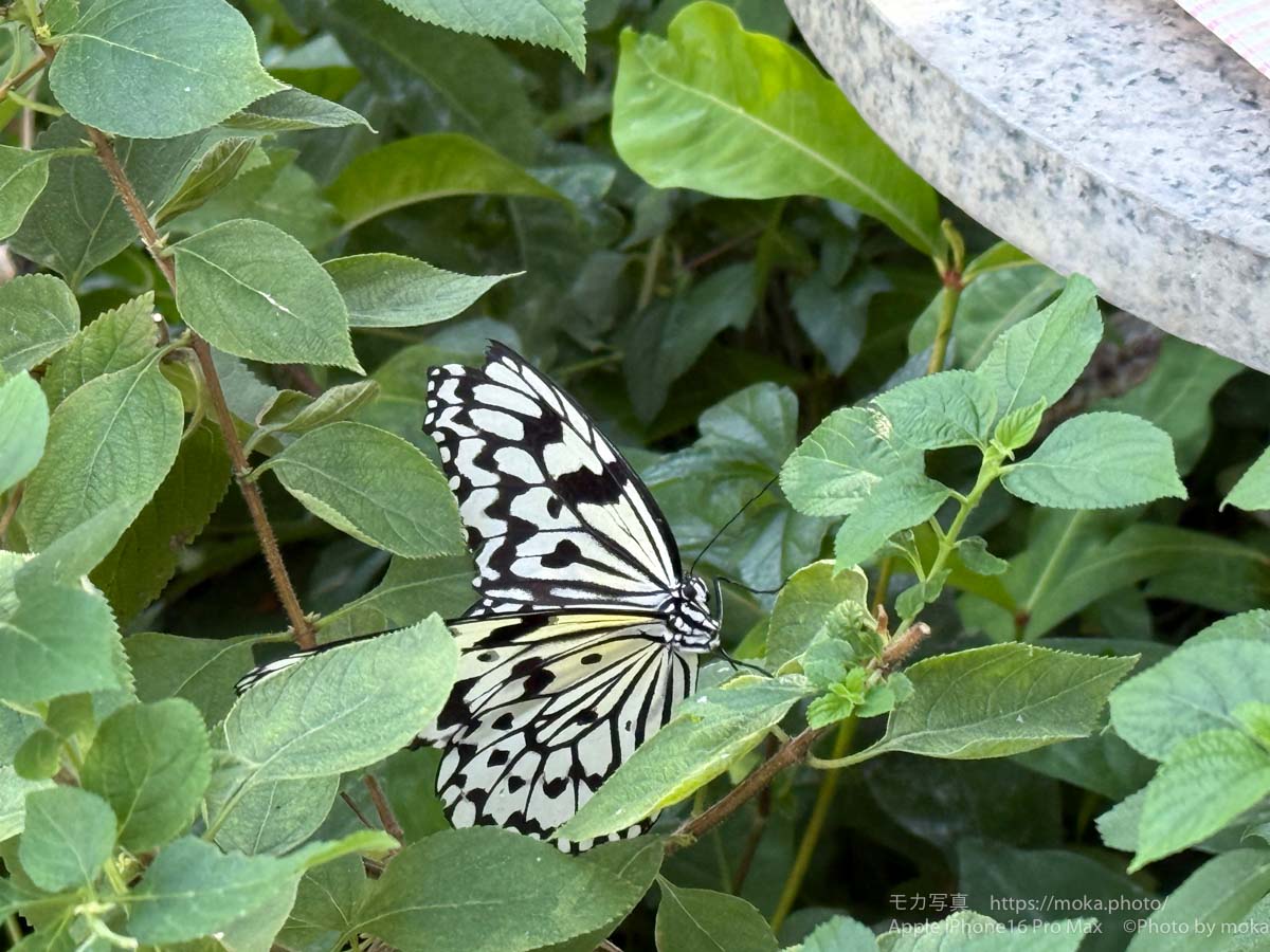 【iPhone写真】動物園で蝶を見よう！！