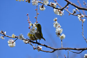 【スナップ撮影】梅ジローで春を感じる